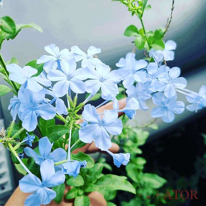 یاس آبی