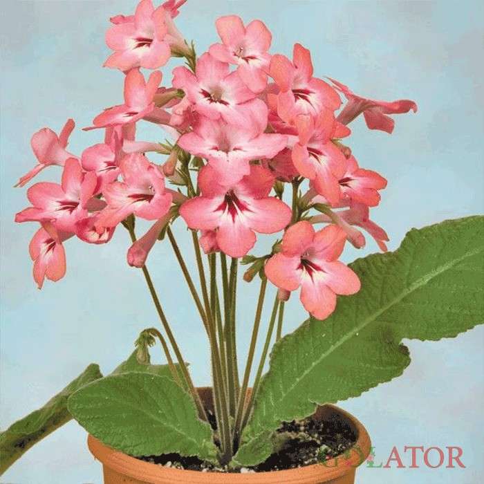 استرپتو کارپوس