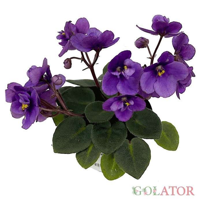 استرپتو کارپوس