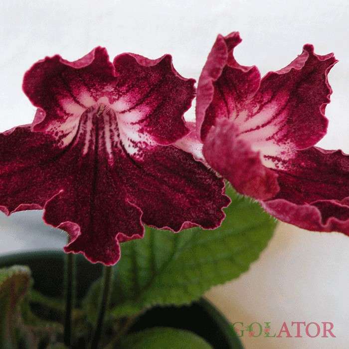 استرپتو کارپوس