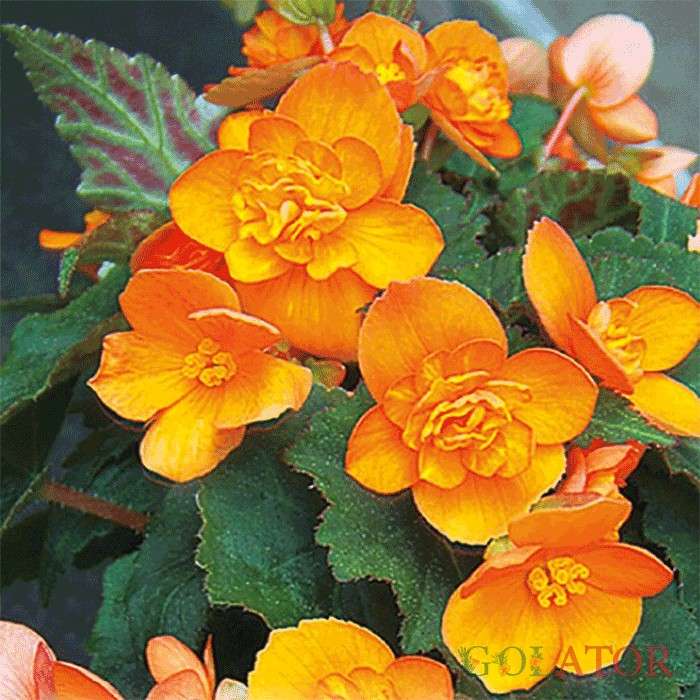 بگونیا تکمه ای 