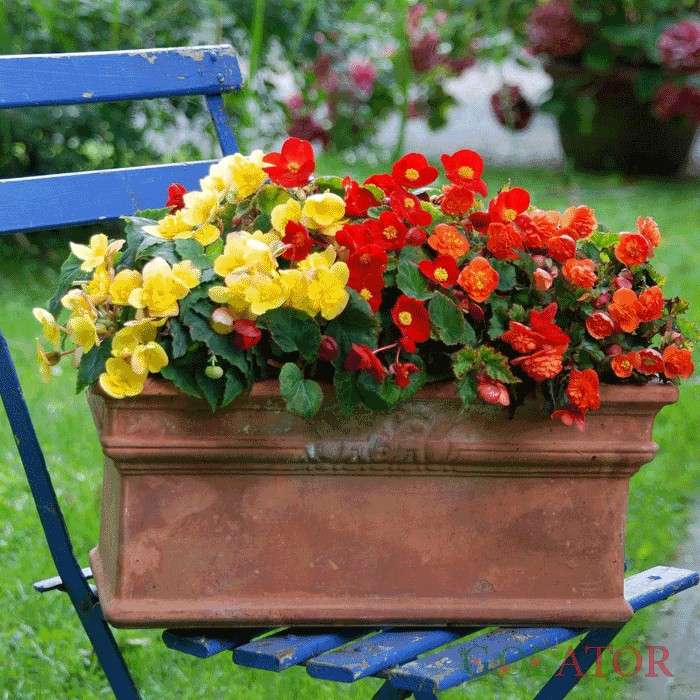 بگونیا تکمه ای 