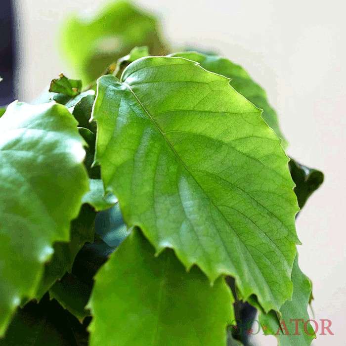 تتراستیگما