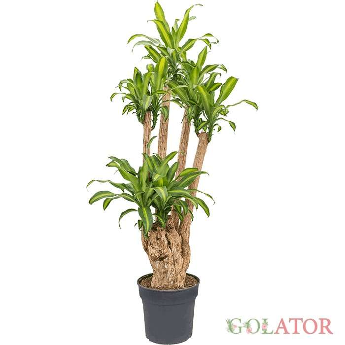 دراسنا نقره ای