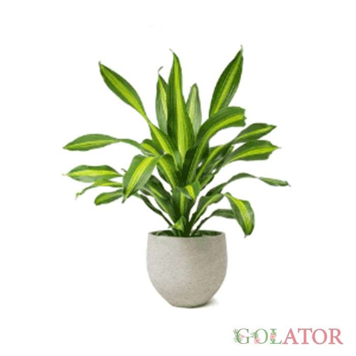 دراسنا نقره ای