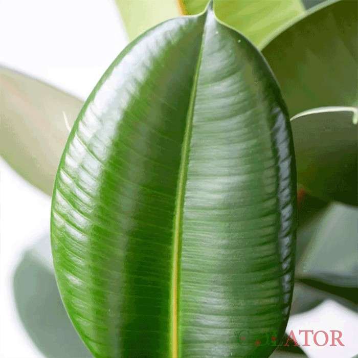 فیکوس چرمی (آلاستیکا )