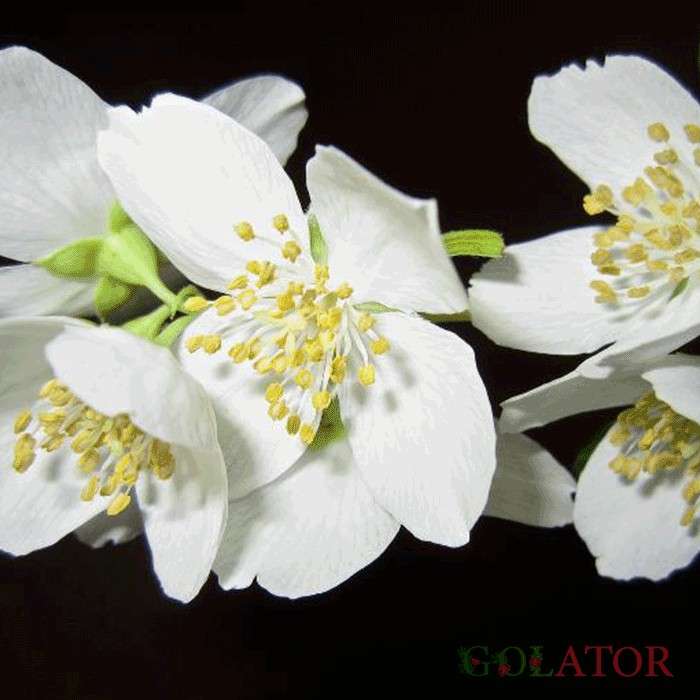 استفانوپسیس