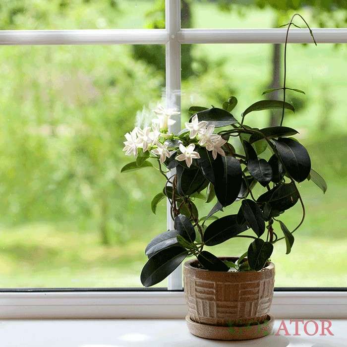 استفانوپسیس