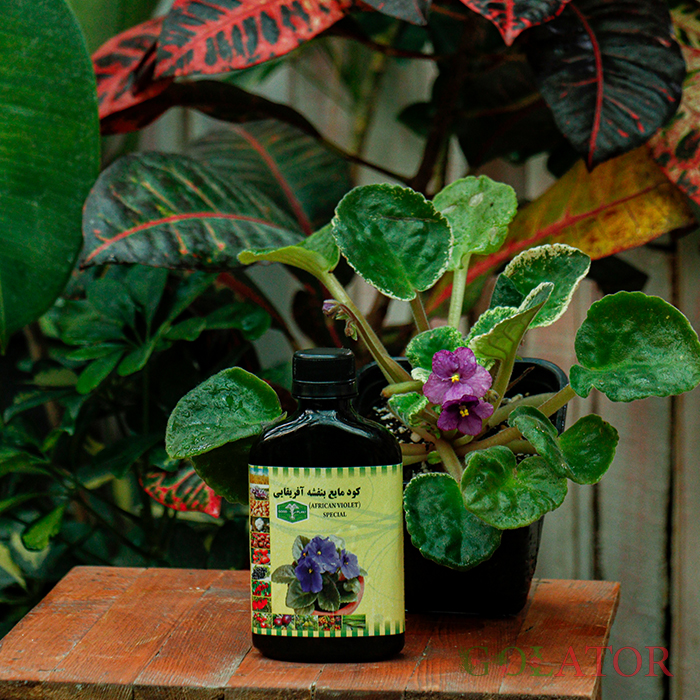 کود مایع بنفشه آفریقایی گودپلنت 