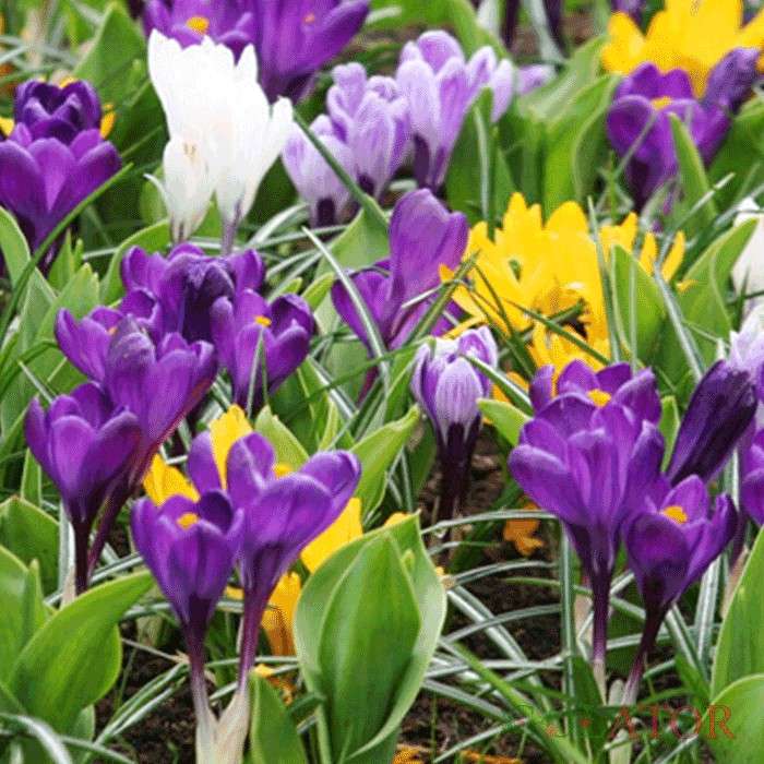 زعفران زینتی 