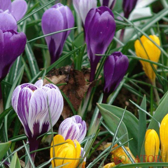 زعفران زینتی 