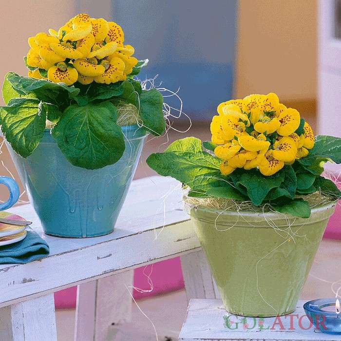 کیفی