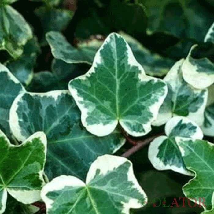 پاپیتال ابلق 