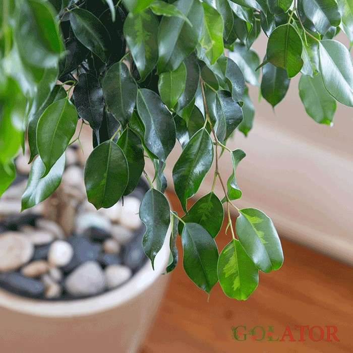 فیکوس بنجامین 