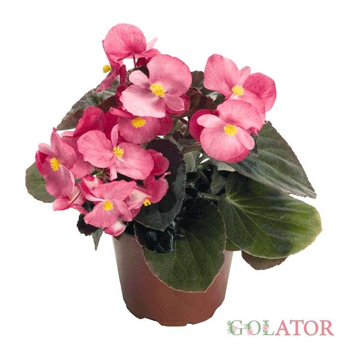 بگونیا بگون