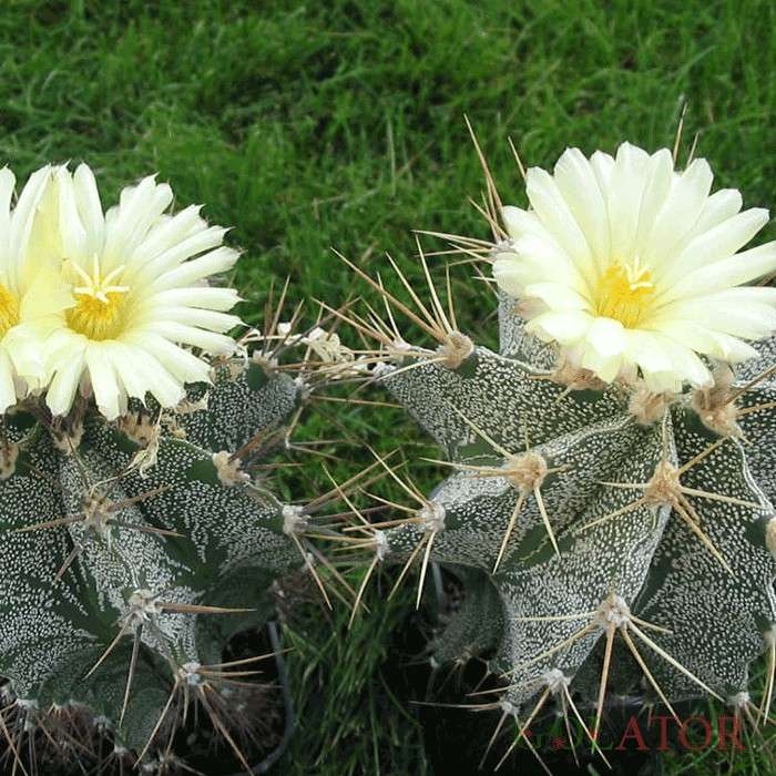 آستروفتیوم