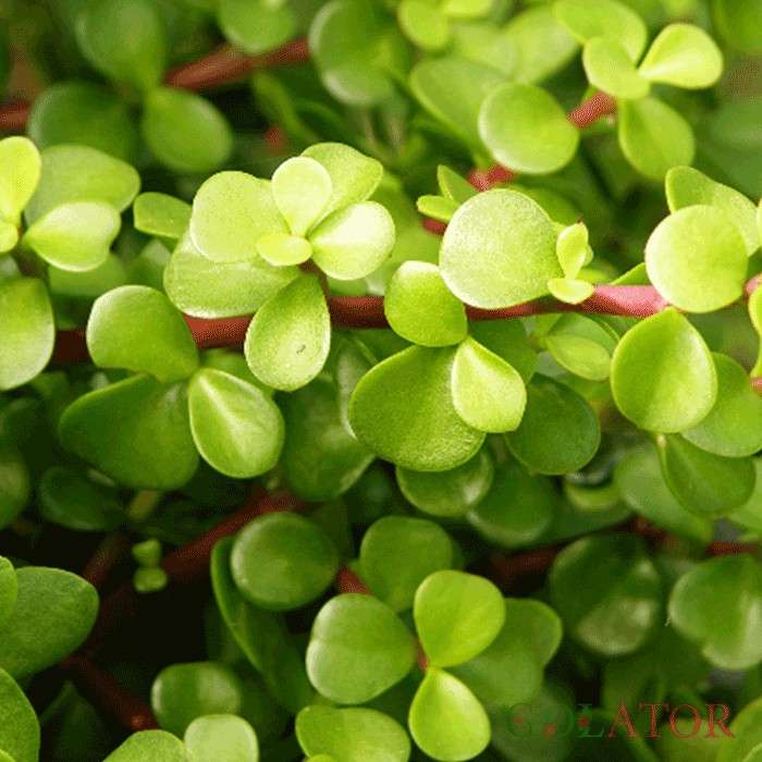 پورتو لاکاریا 