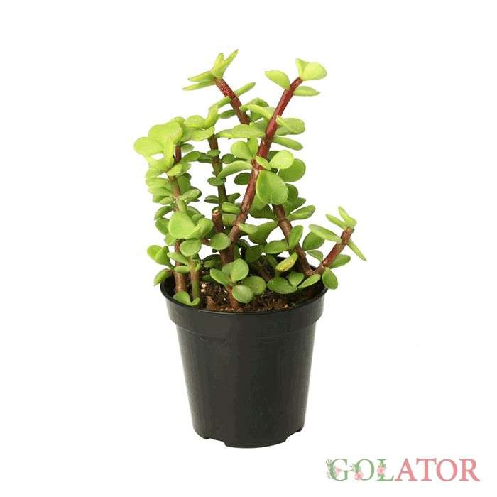 پورتو لاکاریا 