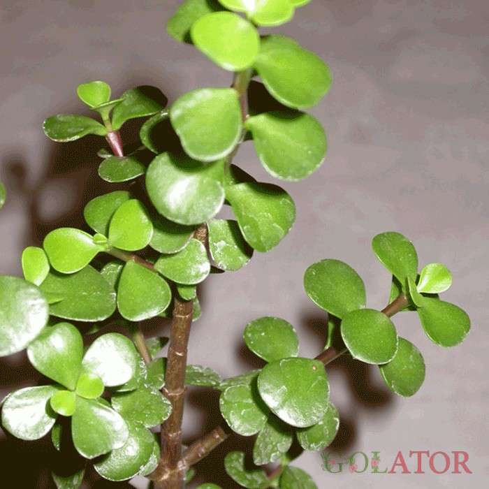 پورتو لاکاریا 