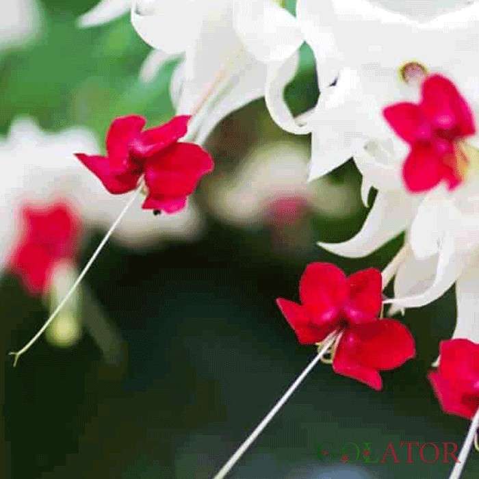 کلرودندروم