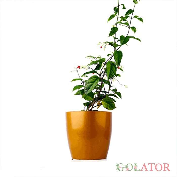 کلرودندروم