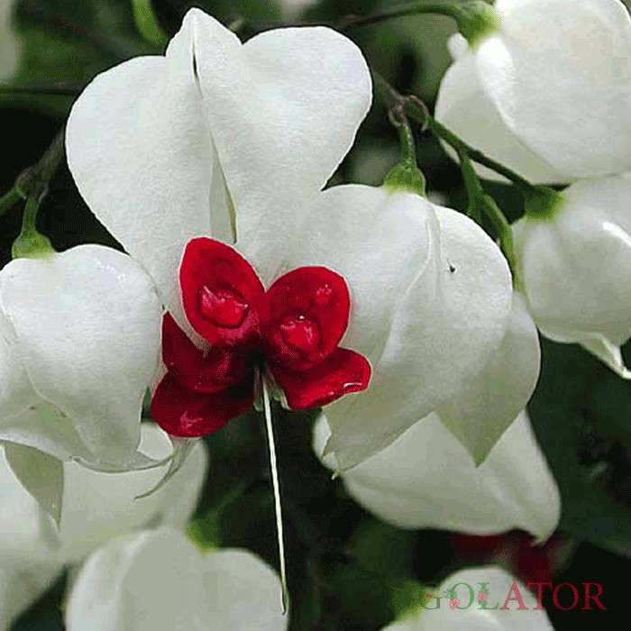 کلرودندروم