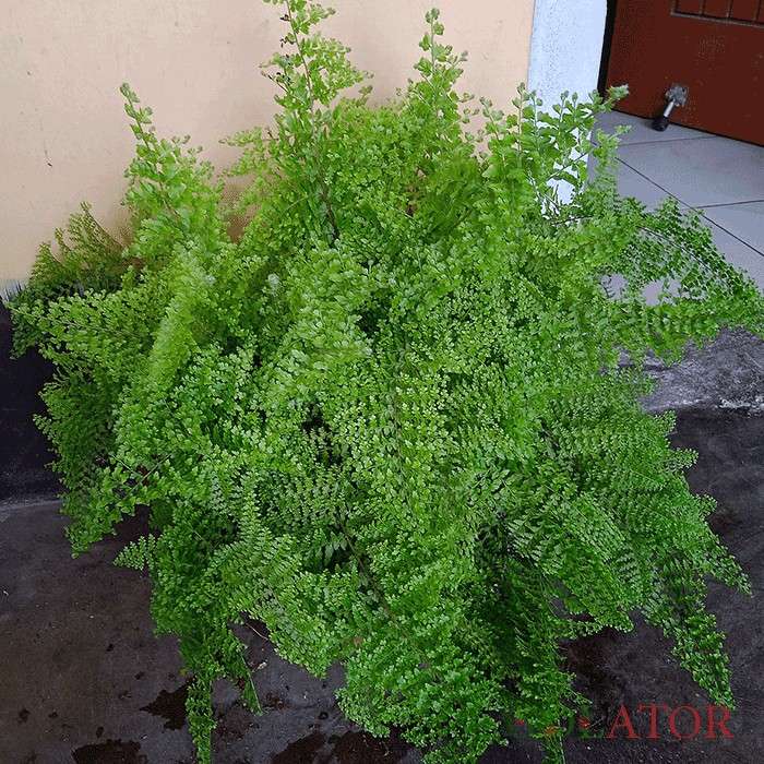 سرخس برگ شمشیری 