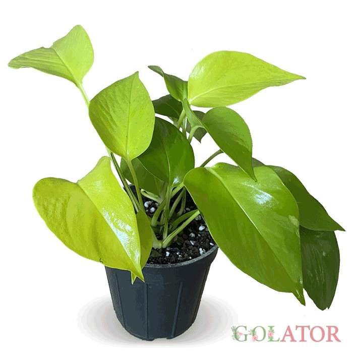 پوتوس ابلق (پتوس)