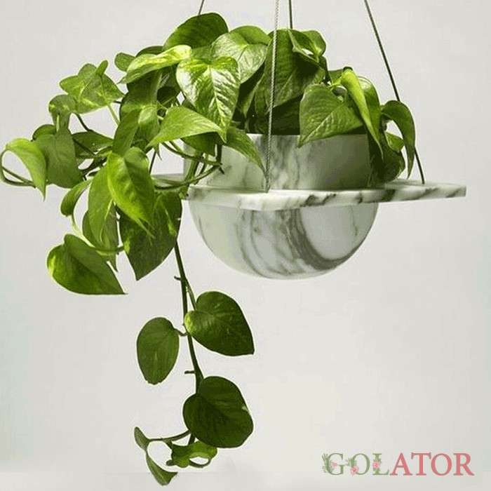 پوتوس ابلق (پتوس)