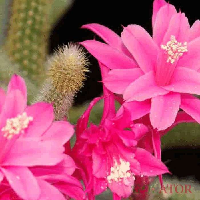 آپورو کاکتوس