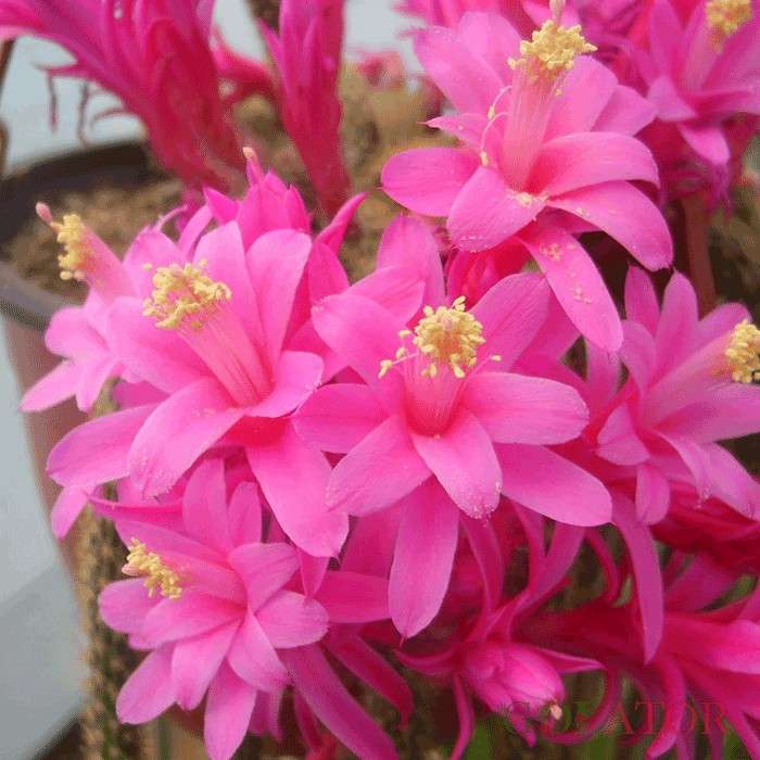 آپورو کاکتوس