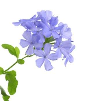 یاس آبی