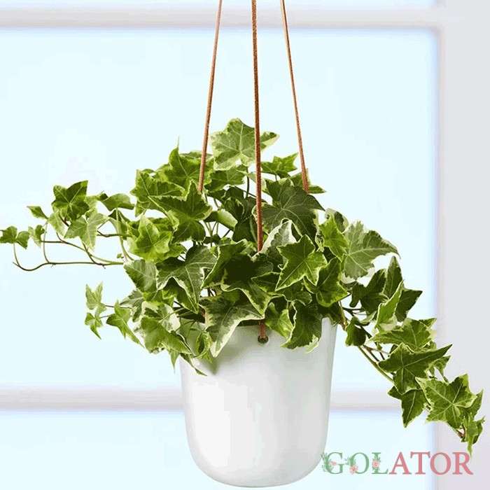 پاپیتال ابلق 