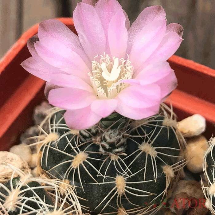 ژمینو کالی سیوم