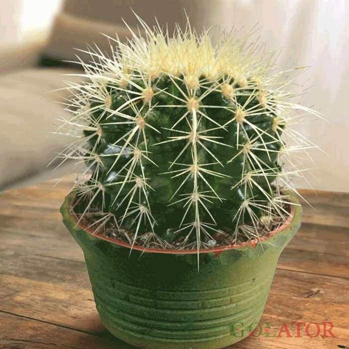 ژمینو کالی سیوم