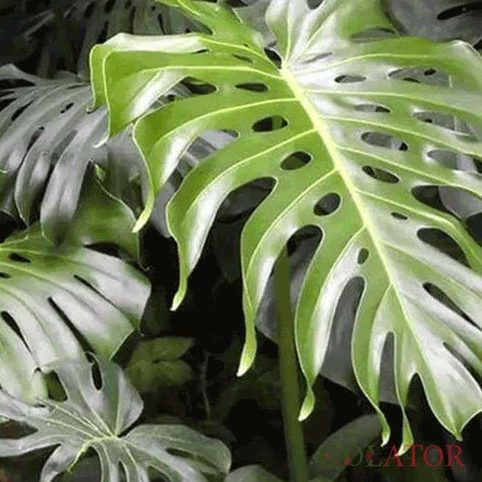 برگ انجیری مونسترا 