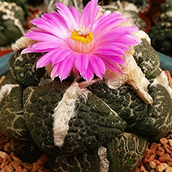 آریوکارپوس