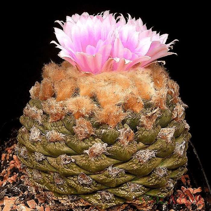 آریوکارپوس