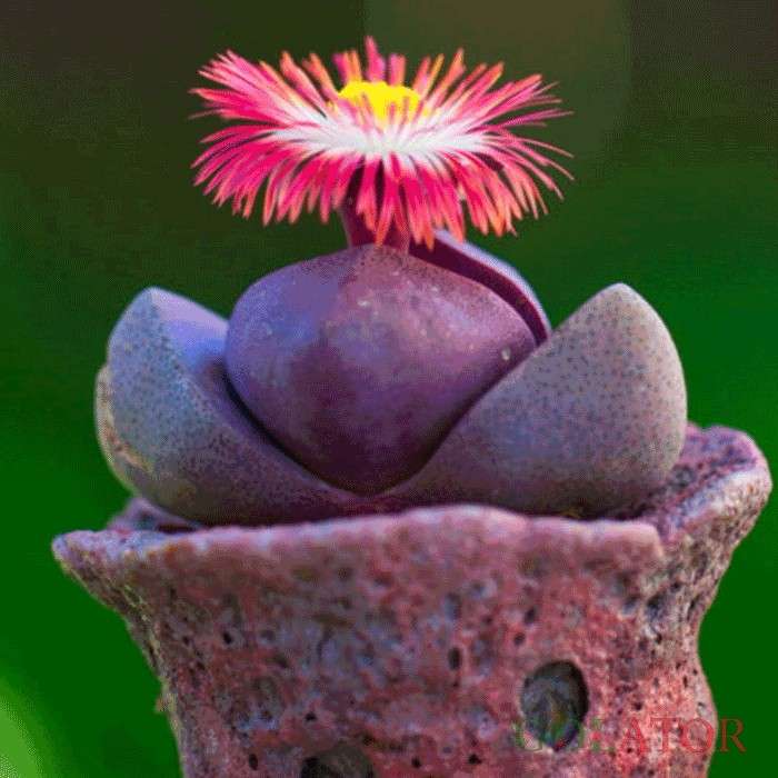 پلیوس پلیوس