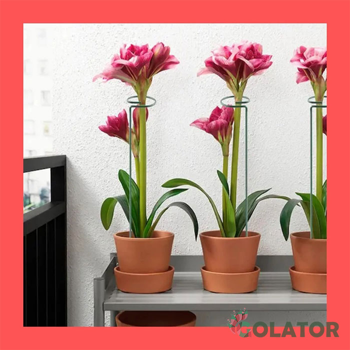 قیم نگهدارنده گیاه 3 عددی 