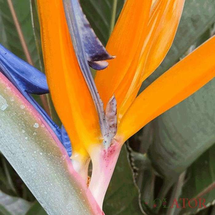 پرنده بهشتی