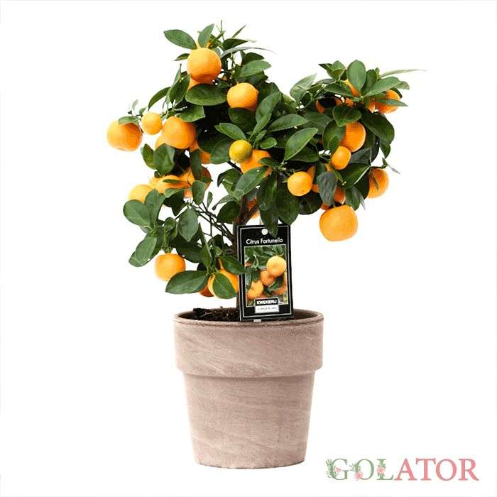 سیتروس (پرتقال زینتی ) 