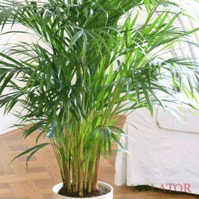 نارگیل ودلیانا 