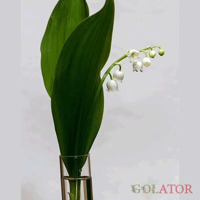 کونوالاریا ( گل برف )