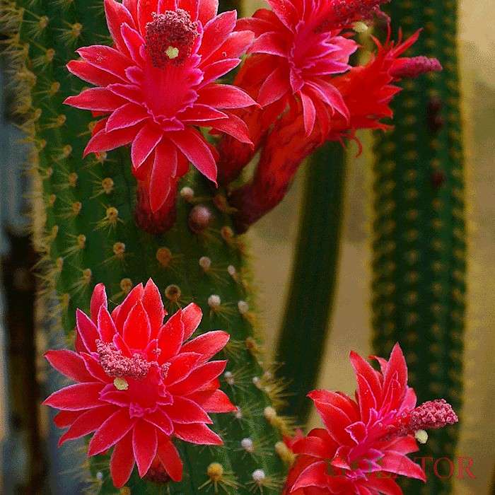 برزی کاکتوس