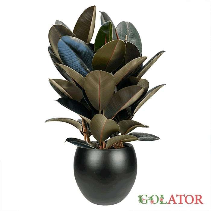 فیکوس چرمی (آلاستیکا )