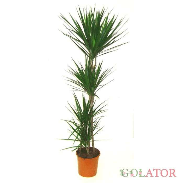 دراسنا پرچمی 