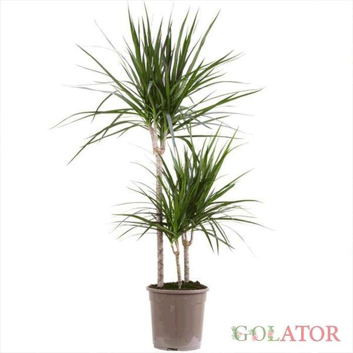 دراسنا پرچمی 