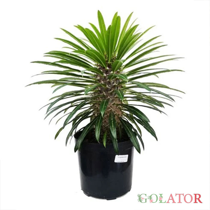 نخل ماداگاسکار 