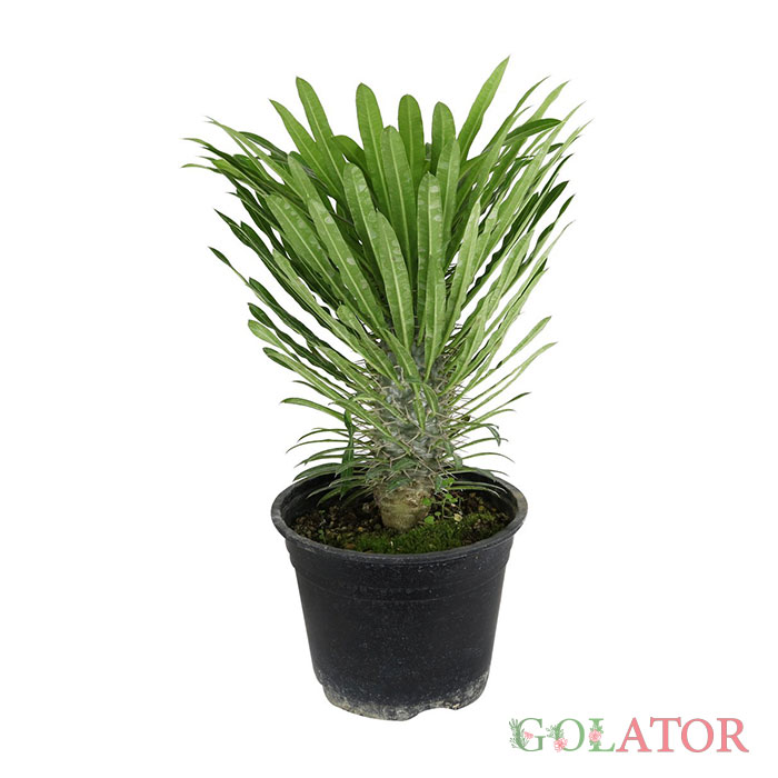 نخل ماداگاسکار 